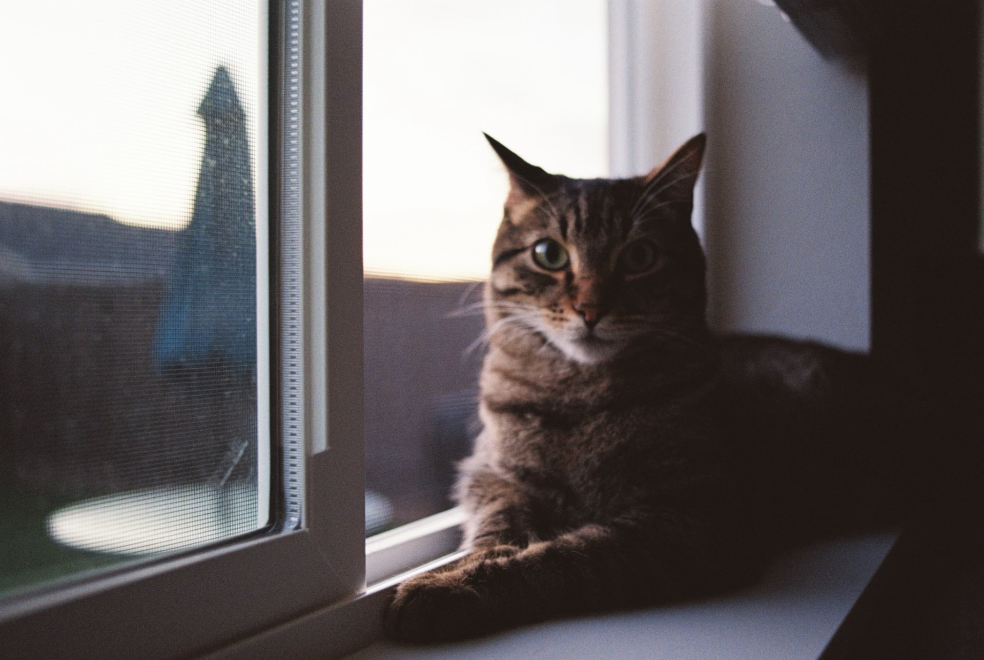 Monster the cat sitting on a windowsill at sunset