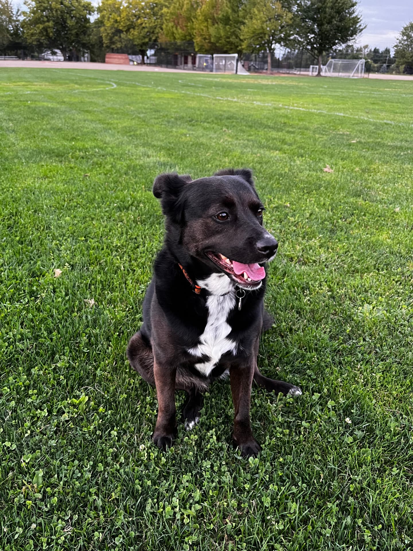 Mango the dog sitting happy in a grassy park