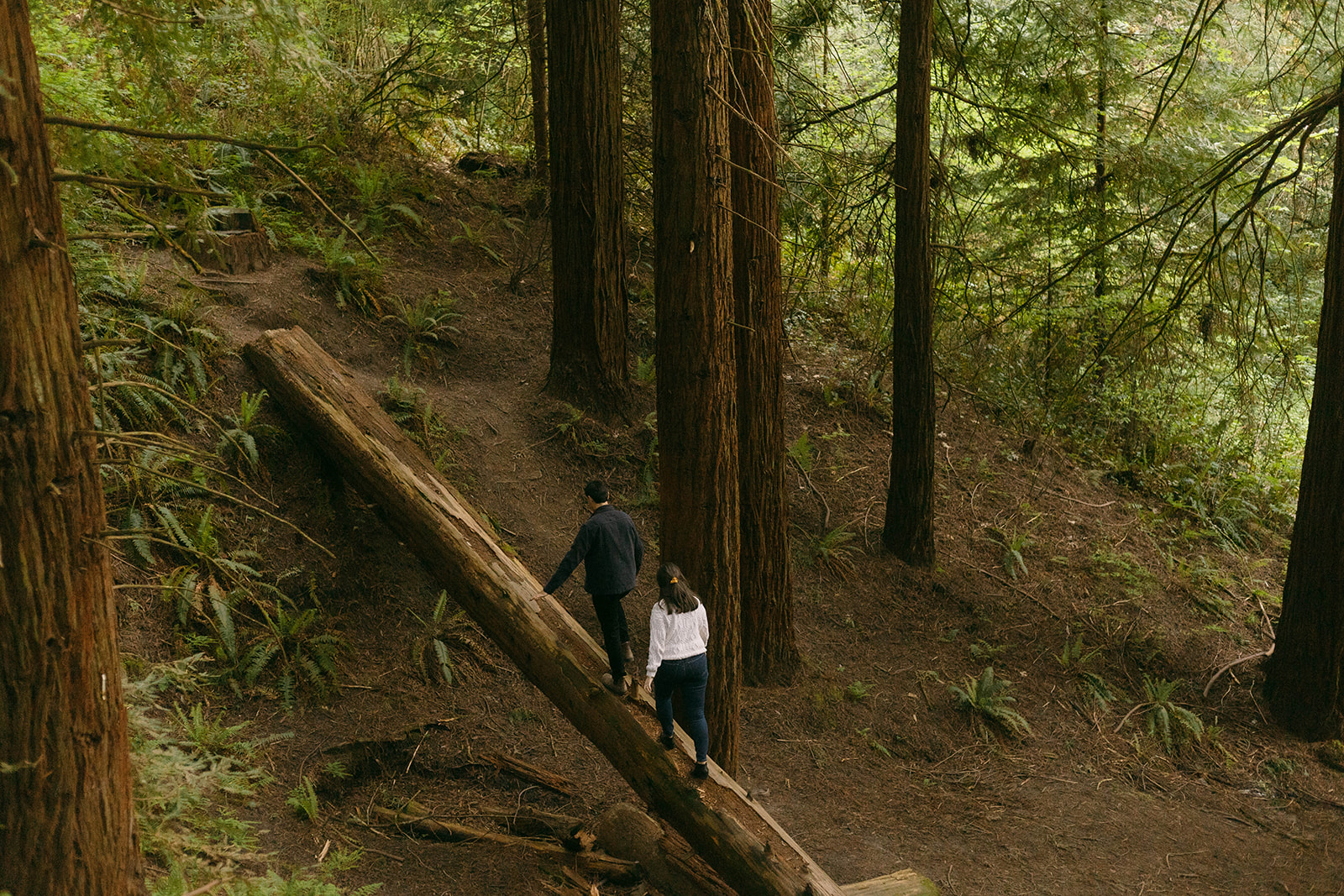 Two people walking a fallen log through a redwood forest